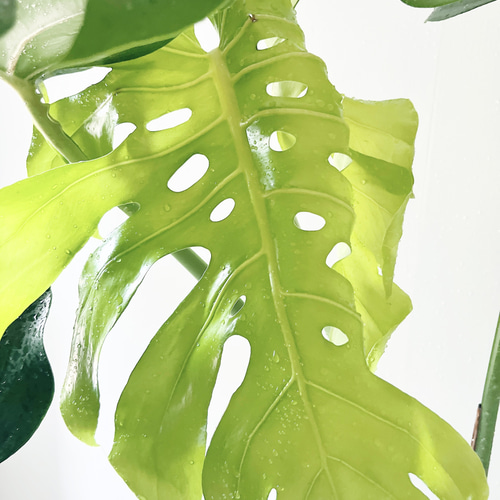 モンステラ デリシオーサ 幹立ち 観葉植物 大型 室内 calm cafe その他