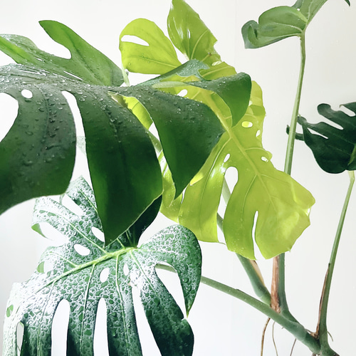 モンステラ デリシオーサ 幹立ち 観葉植物 大型 室内 calm cafe その他
