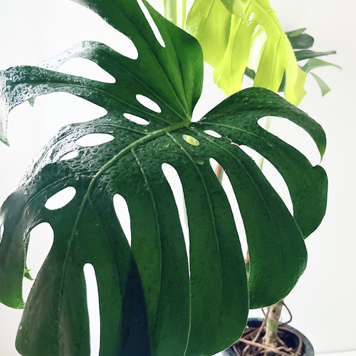 モンステラ デリシオーサ 幹立ち 観葉植物 大型 室内 calm cafe その他