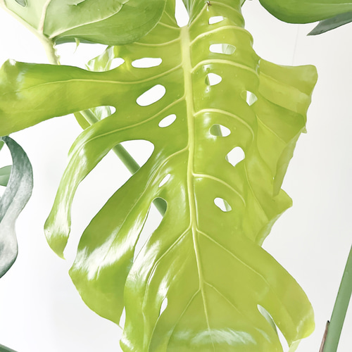 モンステラ デリシオーサ 幹立ち 観葉植物 大型 室内 calm cafe その他