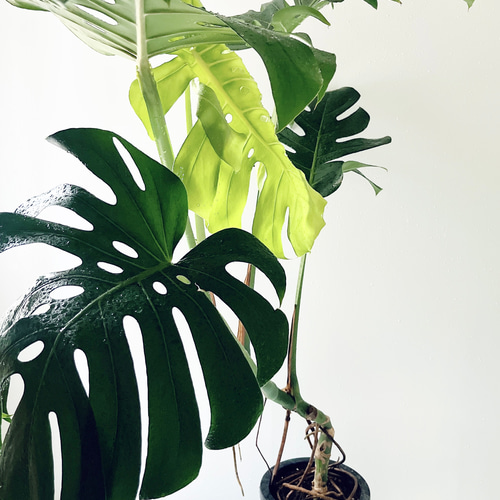 現品］2番 モンステラ デリシオーサ 幹立ち 7号 観葉植物 室内 大型 育てやすい ユニーク 幹上がり 皿付き その他インテリア雑貨 PF  green☆ 通販｜Creema(クリーマ) 17928130