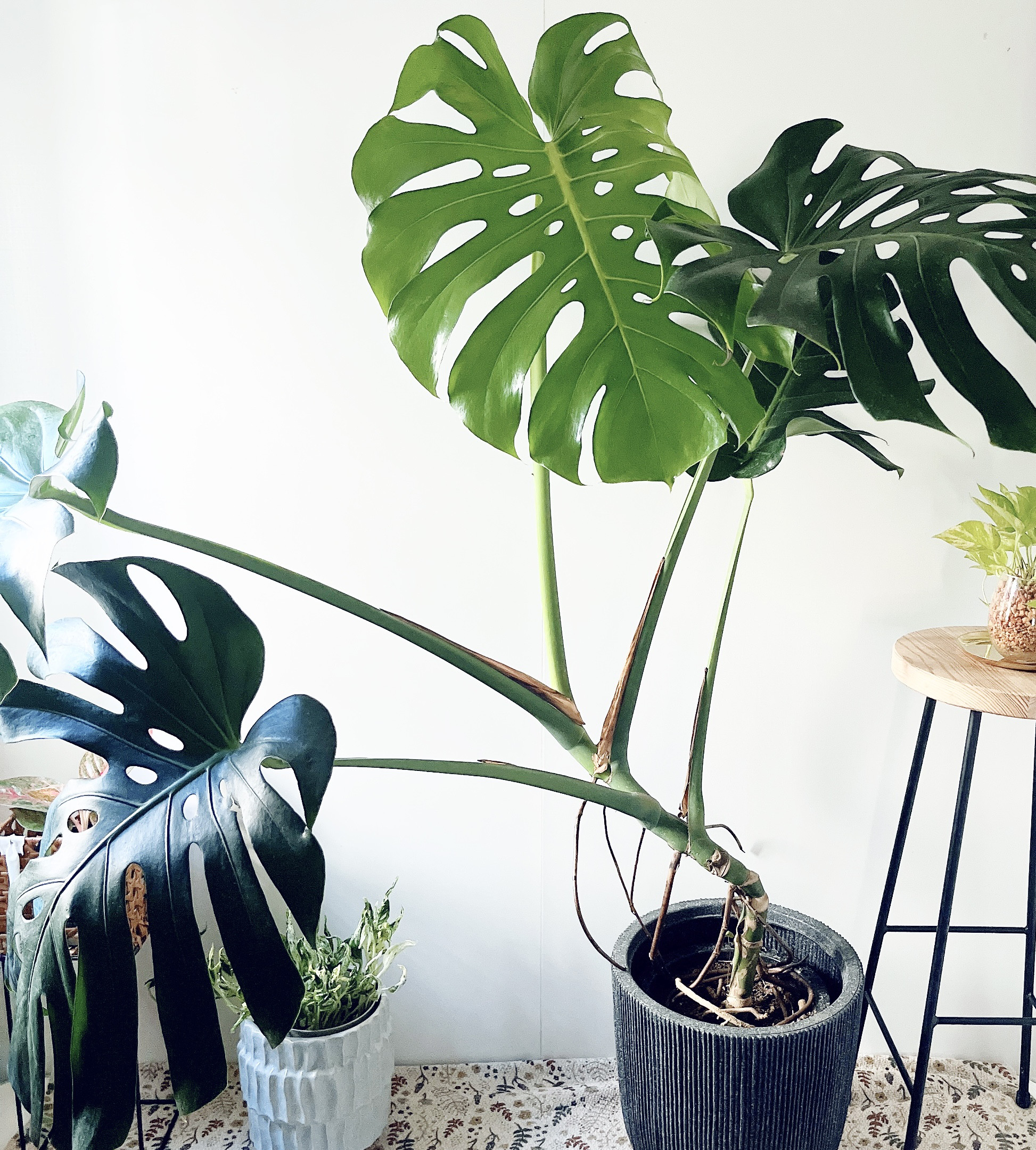 モンステラ デリシオーサ 幹立ち 観葉植物 大型 室内 calm cafe