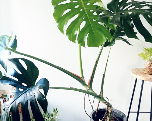 モンステラ デリシオーサ 幹立ち 観葉植物 大型 室内 calm cafe その他