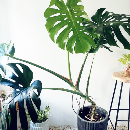 モンステラ デリシオーサ ファイバー鉢 お皿付き 幹立ち