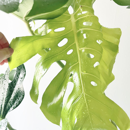 モンステラ デリシオーサ 幹立ち 観葉植物 大型 室内 calm cafe その他