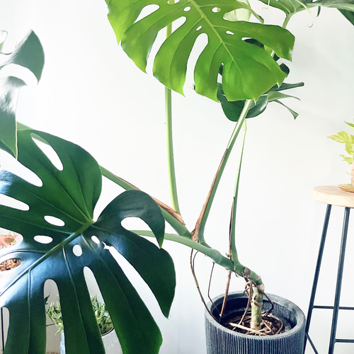 モンステラ.デリシオーサ.根上がり幹立ち幹上がり大株.観葉植物室内 現品］2番 モンステラ デリシオーサ 幹立ち 7号 観葉植物 室内