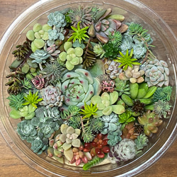 エケベリア 七福神 カット苗 多肉植物 succulent geek 通販 14987308