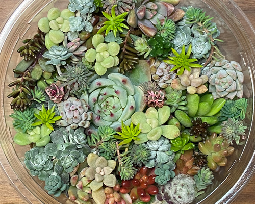 エケベリアと多肉とセダムのカット苗のセット 多肉植物 succulent geek