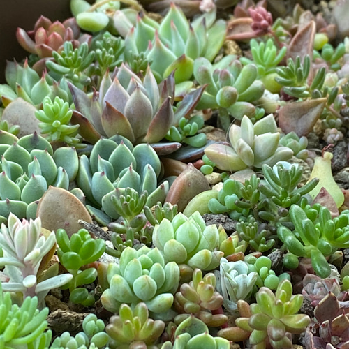 エケベリアと多肉とセダムのカット苗のセット 多肉植物 succulent geek