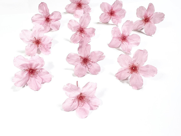 本物の桜 ソメイヨシノ pink×pink② 1輪ヘアゴム◎現品販売 7枚目の画像