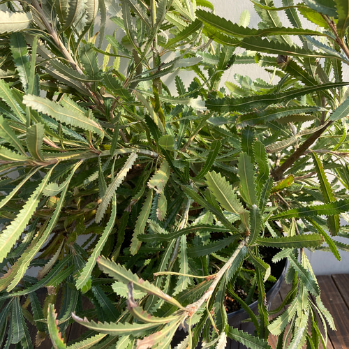 ウォールムバンクシア＊特大株＊オシャレな常緑樹＊バンクシアアエムラ