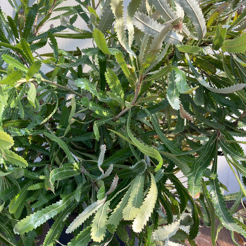 ウォールムバンクシア＊特大株＊オシャレな常緑樹＊バンクシアア