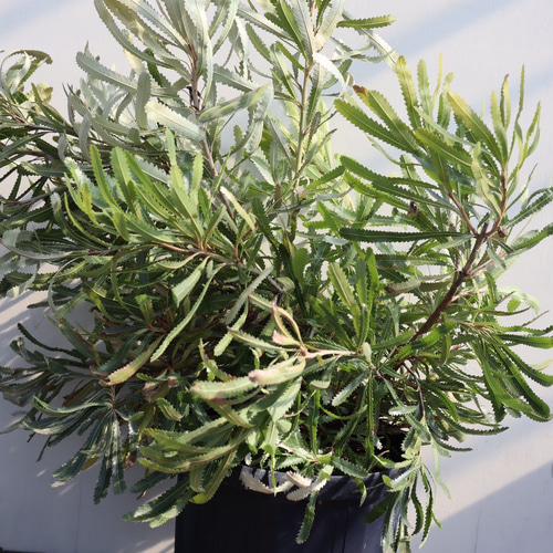 ウォールムバンクシア＊特大株＊オシャレな常緑樹＊バンクシアアエムラ