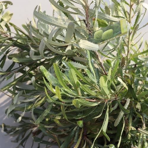 ウォールムバンクシア＊特大株＊オシャレな常緑樹＊バンクシアアエムラ