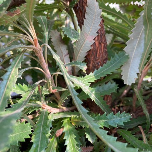 ウォールムバンクシア＊特大株＊オシャレな常緑樹＊バンクシアアエムラ