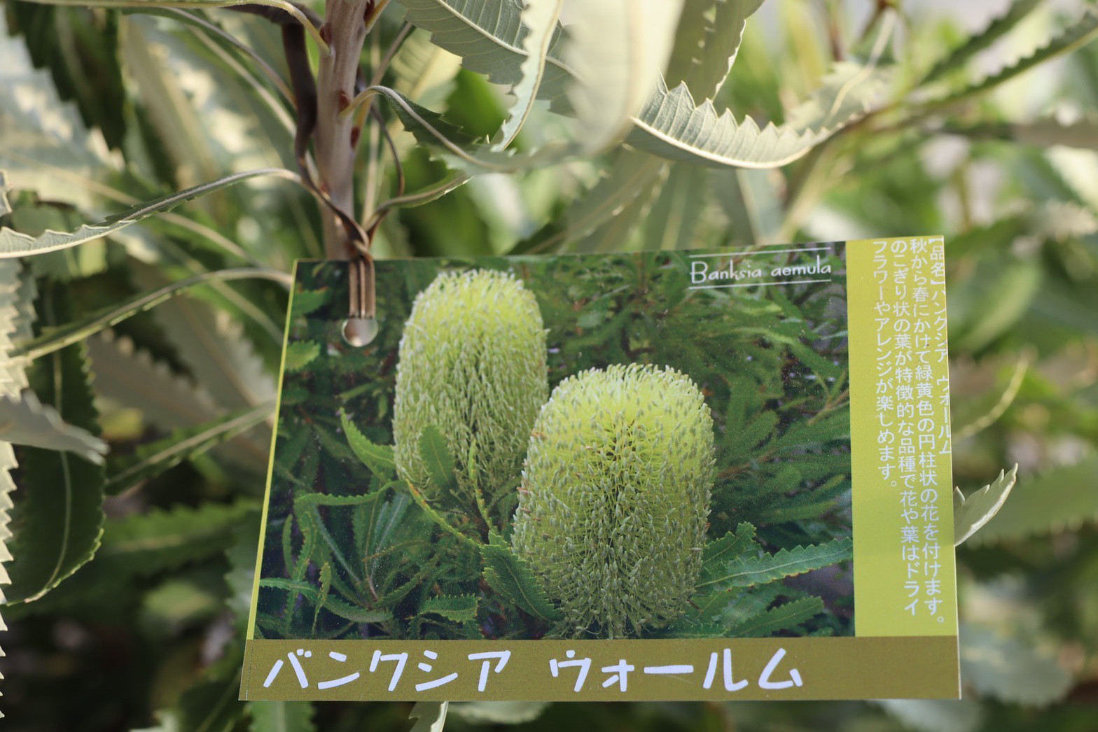 ウォールムバンクシア 再販♡ウォールムバンクシアアエムラ 大型ポット鉢植え