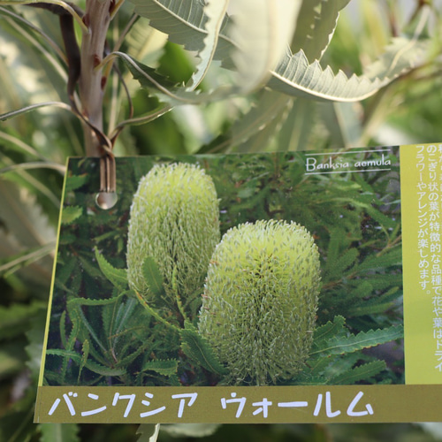 ウォールムバンクシア ウォールムバンクシア アエムラ 鉢植え ネイティブフラワー ロック