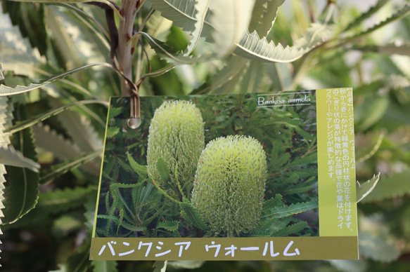 ウォールムバンクシア＊特大株＊オシャレな常緑樹＊バンクシアアエムラ