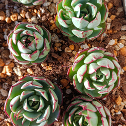 ベゴニア 韓国苗 多肉植物 多肉植物 多肉✩モンスター 通販 15554838