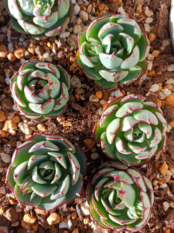 ベゴニア 韓国苗 多肉植物 多肉植物 多肉✩モンスター 通販