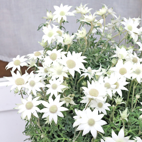花苗 フランネルフラワー リトルエンジェル 4号 四季咲き 多年草 白