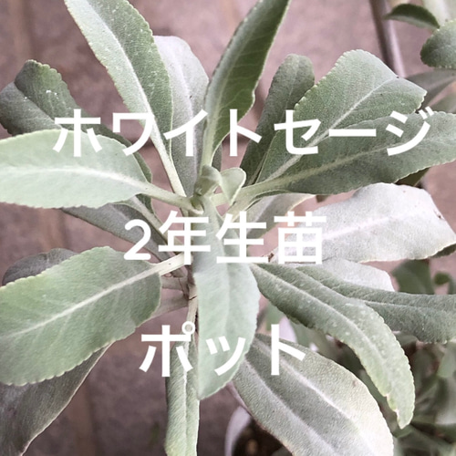 オマケ　生ホワイトセージ オマケ生ホワイトセージ