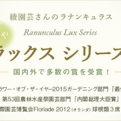 開花スタート♥ラナンキュラス・ラックス★ニノスC（一点もの）★６号ロングスリット鉢植え★大鉢 7枚目の画像