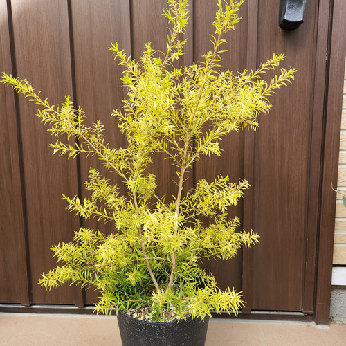 大きめ メラレウカ レボリューションゴールド 鉢植え 苗 芳香樹