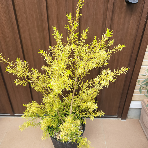 大きめ メラレウカ レボリューションゴールド 鉢植え 苗 芳香樹 カラー
