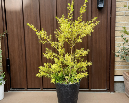 メラレウカ レボリューションゴールド 特大株 135cm❗整った樹形 綺麗な葉 メラレウカ レボリューションゴールド 特大株 135cm❗整った樹形 綺麗