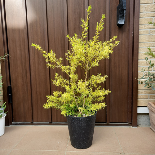大きめ メラレウカ レボリューションゴールド 鉢植え 苗 芳香樹