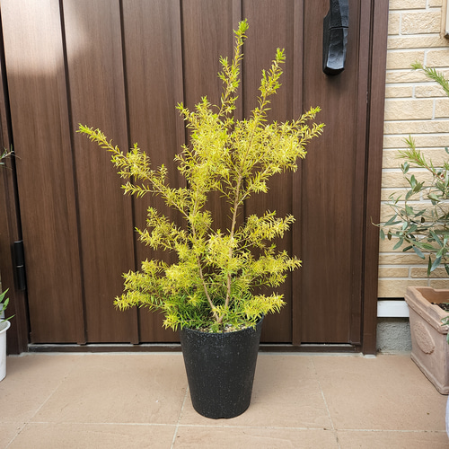 メラレウカ　レボリューションゴールド　大型 メラレウカ レボリューションゴールド 大型 メラレウカ