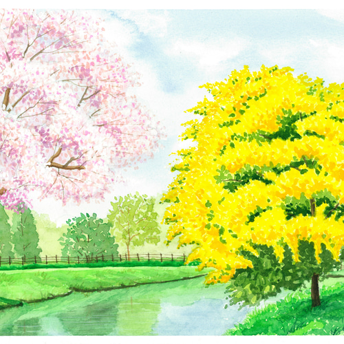 桜とミモザ」透明水彩画 原画 風景画 額縁付 F4サイズ 絵画 Oni 通販