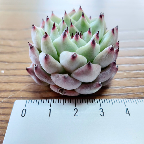 多肉植物 6苗セット 名前付き (カット苗 / 微根)【エケベリア