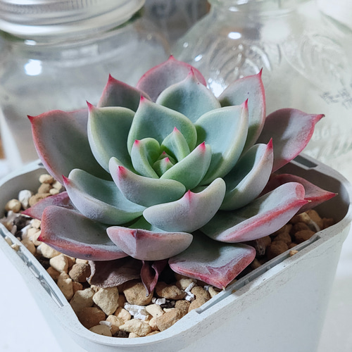 スウィートプリンセス ① 抜き苗 多肉植物