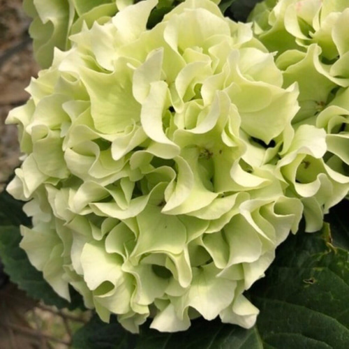 【特選】　アジサイ　5寸1種2鉢 ホワイトウェイブス　紫陽花 特選】 アジサイ 5寸1種2鉢 ホワイトウェイブス 紫陽花 - メルカリ