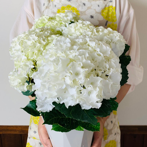【特選】　アジサイ　5寸1種2鉢 ホワイトウェイブス　紫陽花 秋色アジサイ ホワイトウェイブス 5寸鉢 | 鉢花・花苗 | 橋本