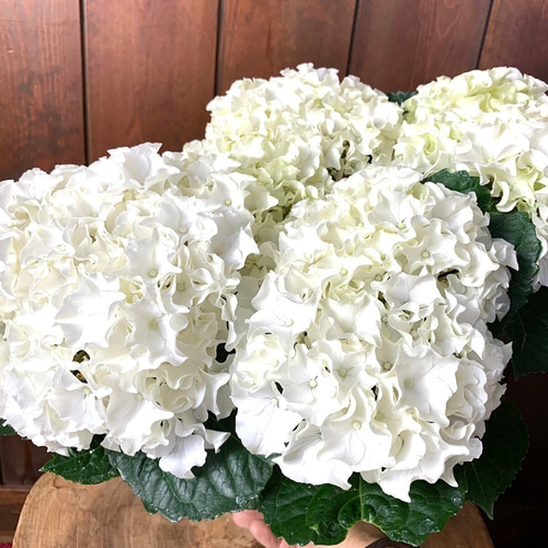 【特選】　アジサイ　5寸1種2鉢 ホワイトウェイブス　紫陽花 アジサイ：サーファー ホワイトウェイブス5号鉢植え の通販