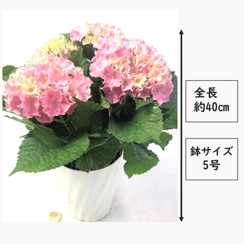 母の日予約】紫陽花 サーファー ホワイトウェイブス 5号