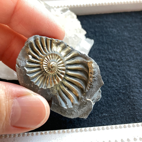 ドイツ産 パイライト化アンモナイト(プレウロセラス)跡化石 B 天然石