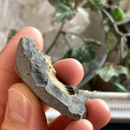 ドイツ産 パイライト化アンモナイト(プレウロセラス)跡化石 B 天然石