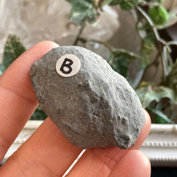 ドイツ産 パイライト化アンモナイト(プレウロセラス)跡化石  B 7枚目の画像