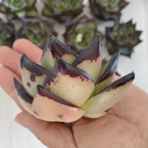 エボニー スーパークローン【多肉植物】 多肉植物 エケベリア