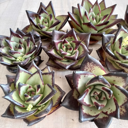 エボニー スーパークローン【多肉植物】 多肉植物 エケベリアSKETCH