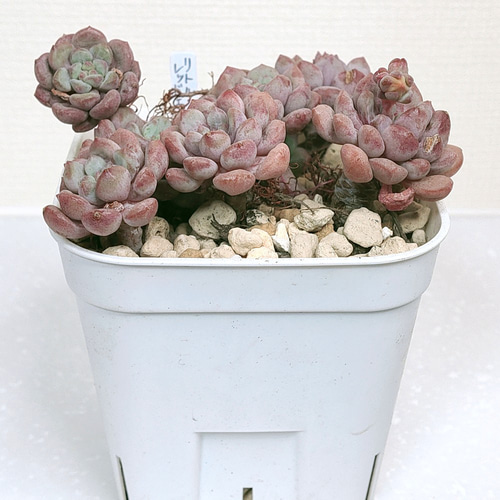リトルレッドエッグ【エケベリア 多肉植物】 多肉植物 エケベリア