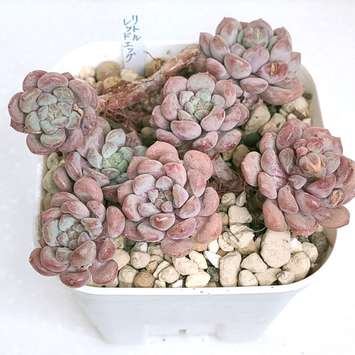 リトルレッドエッグ【エケベリア 多肉植物】 多肉植物 エケベリア
