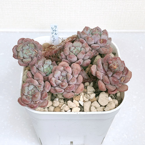 リトルレッドエッグ【エケベリア 多肉植物】 多肉植物 エケベリア