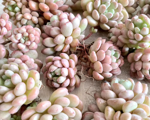 6b7e05fc3a32eea9a2f84046d32716