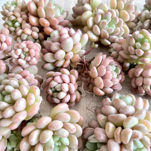 多肉植物 レッドエッグ錦♡抜き苗 リトルレッドエッグ【多肉植物