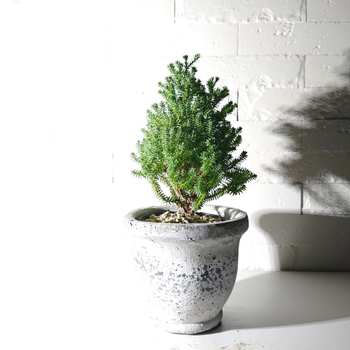 ○数量限定○新作○ ちいさな針葉樹 ”パープルフェザー